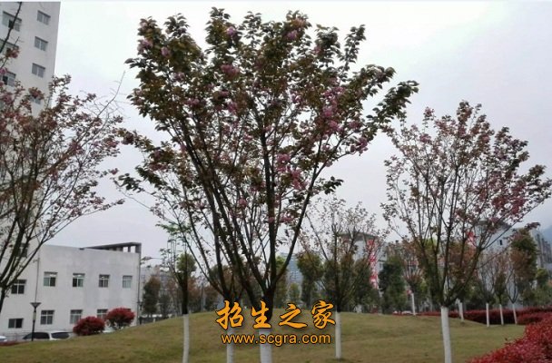 重庆市工业技师学院