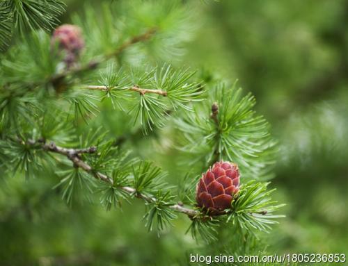 2019野生植物资源开发与利用专业怎么样_主要课程_就业方向与前景分析